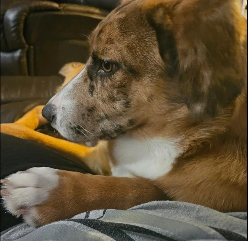 A baby medium-sized male Australian Shepherd dog named Nugget for adoption in Aurora, IL