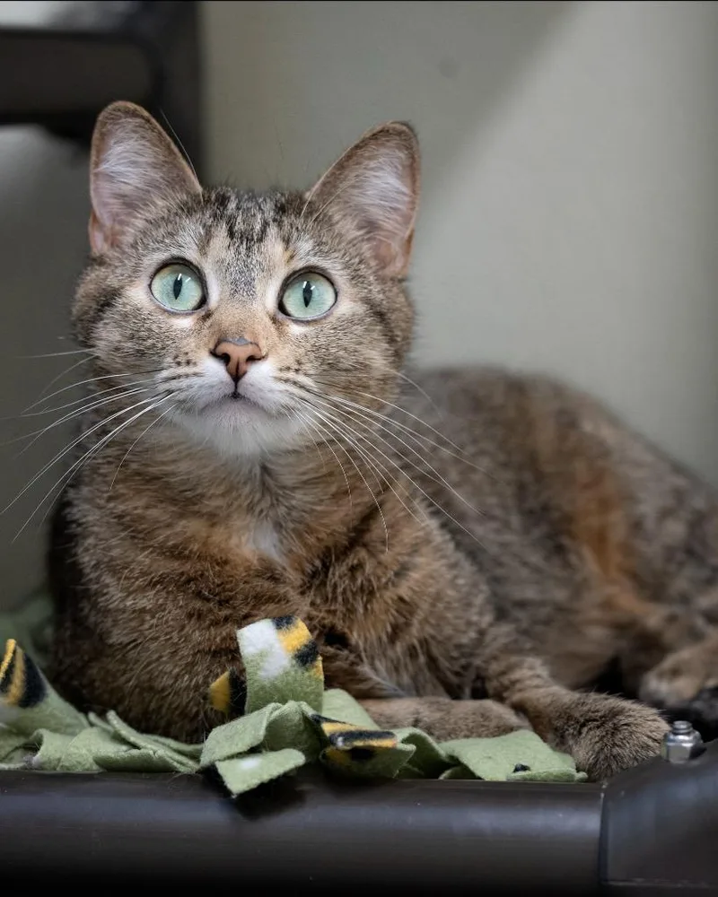 A young medium-sized female Domestic Short Hair cat named Sadie for adoption in Boone, IA