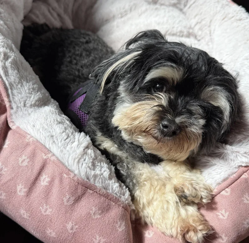 Halle Asha thumbnail 2