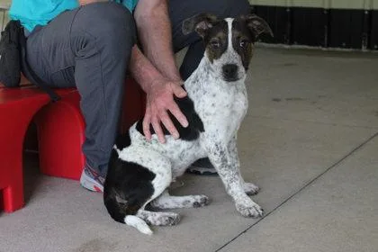 A young large-sized male Cattle Dog dog named Noodle for adoption in Kansas City, MO