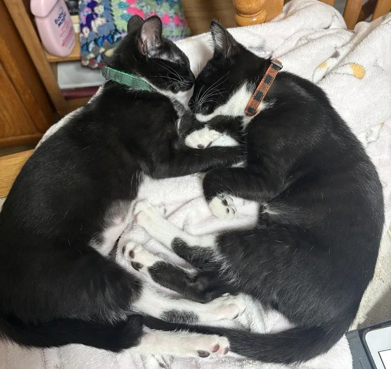 A baby medium-sized female Black & White / Tuxedo Domestic Short Hair cat named Cupcake for adoption in Ventura, CA