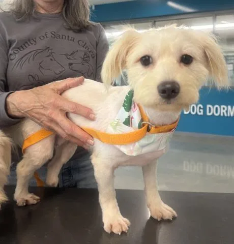 A young small-sized female Maltese dog named Bridgette for adoption in San Martin, CA
