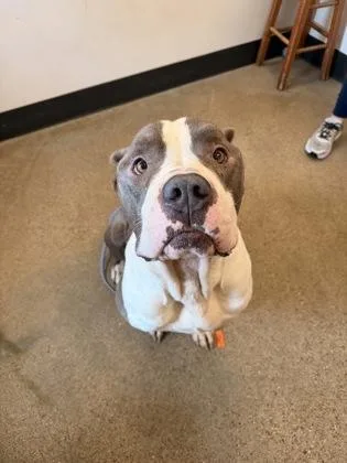 An adult extra large-sized male Gray / Blue / Silver American Bully dog named Moose for adoption in Cleveland, OH