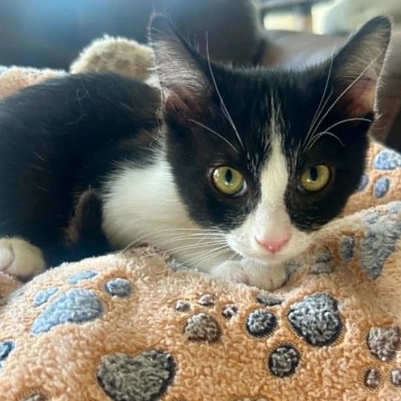 A baby small-sized male Black Domestic Short Hair cat named Gerald LaGiglia for adoption in Eagle Mountain, UT
