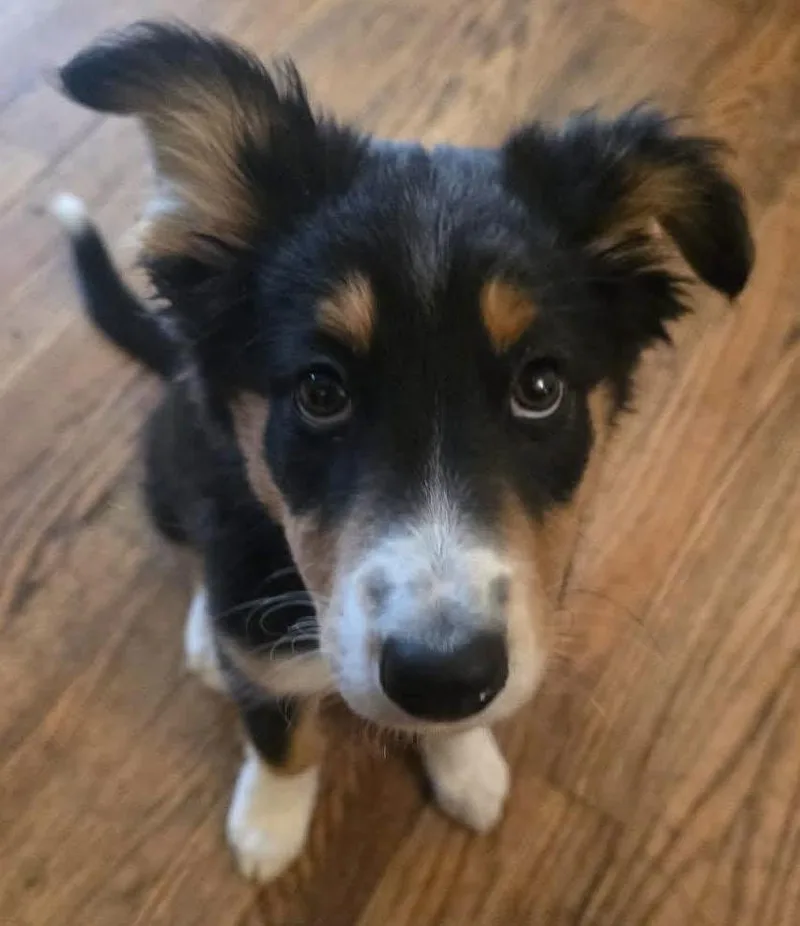 A baby medium-sized female Black Australian Shepherd dog named Charlie for adoption in Painesville, OH