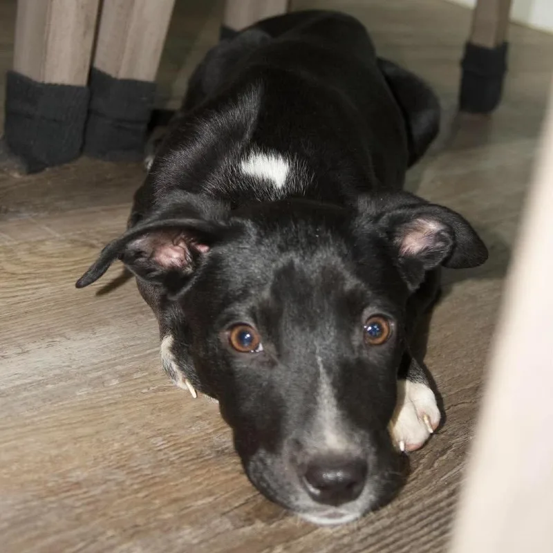 A baby small-sized female Black Labrador Retriever dog named Luna for adoption in Valparaiso, IN