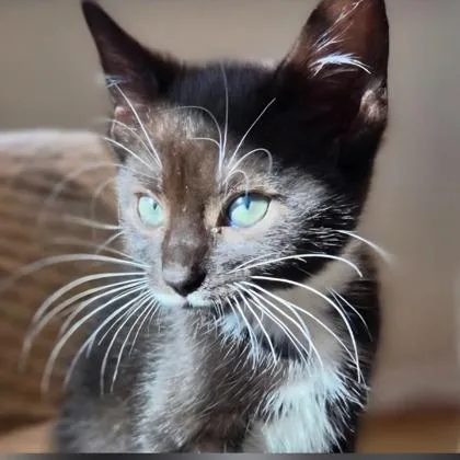 A baby small-sized female Black Domestic Short Hair cat named Ann for adoption in Voorhees, NJ