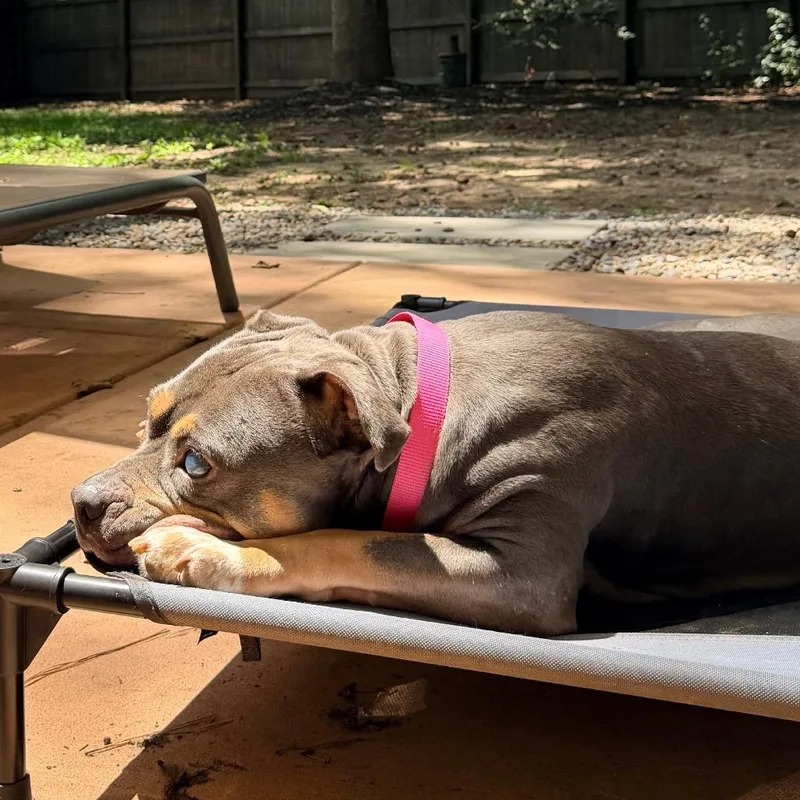 An adult large-sized female Brown / Chocolate American Staffordshire Terrier dog named Princess Donut the Queen for adoption in Durham, NC