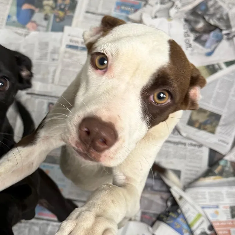 A baby small-sized male Terrier dog named Cosmo for adoption in Marshall, TX