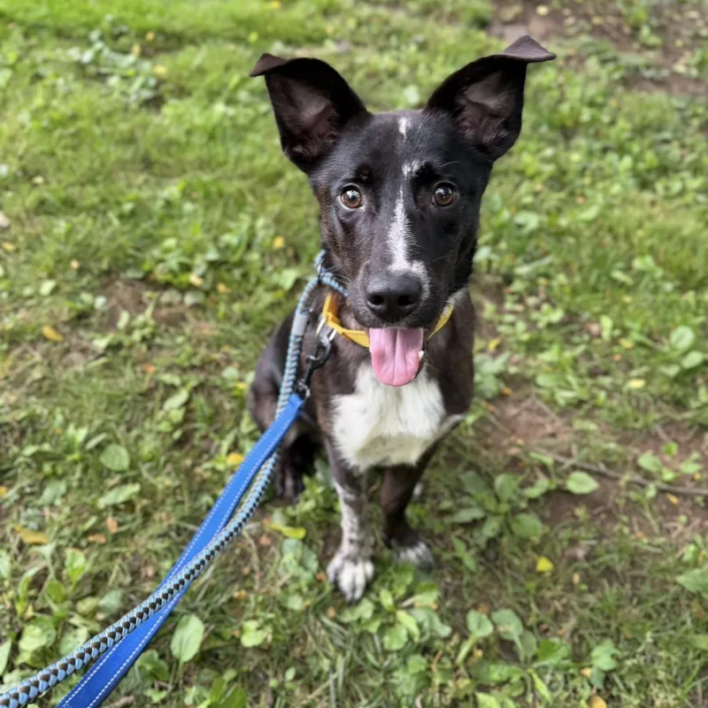 A young medium-sized male Black Border Collie dog named Jr for adoption in Phoenixville, PA