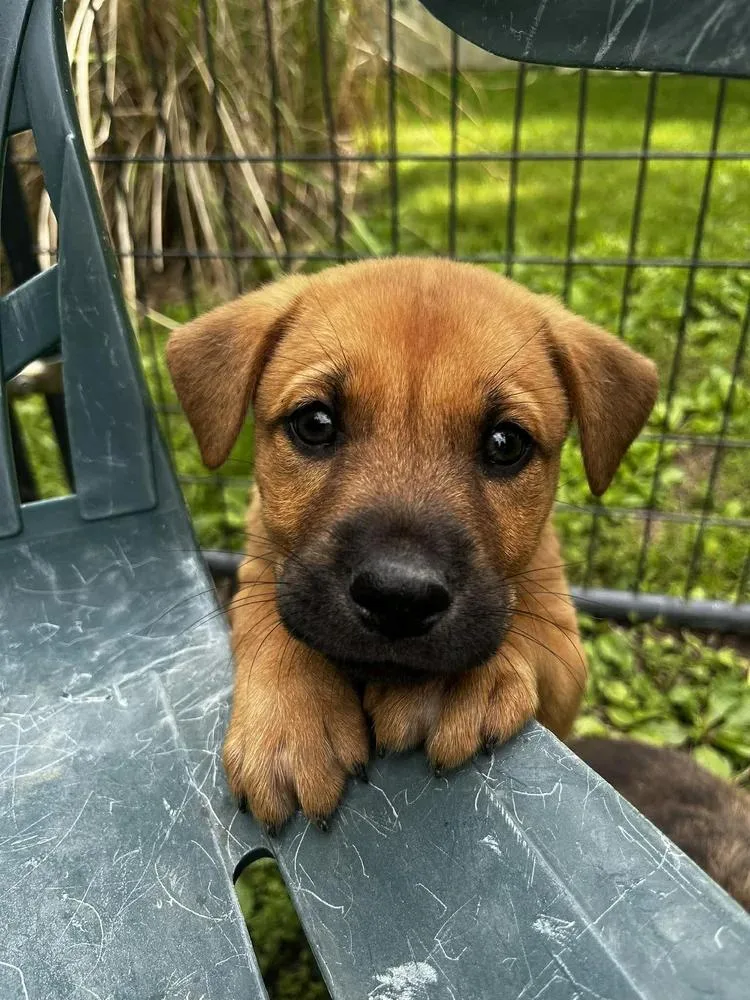A baby large-sized male Golden Mountain Cur dog named Daniel for adoption in Godfrey, IL