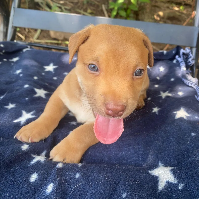 Icaro "love And More thumbnail 2