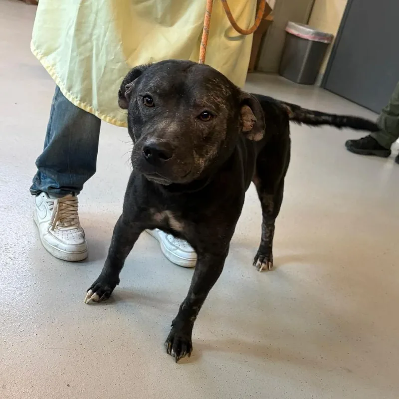 An adult medium-sized male Black Mixed Breed dog named Rusty for adoption in Huntington, WV