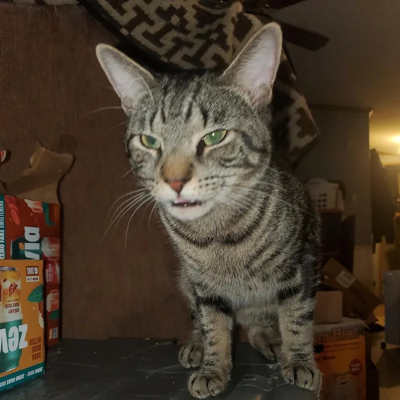 A young medium-sized male Brown / Chocolate Domestic Short Hair cat named Brownie for adoption in Vineland, NJ