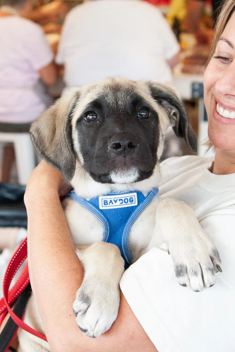 A young large-sized female Shepherd dog named Tagalong for adoption in Franklin, TN