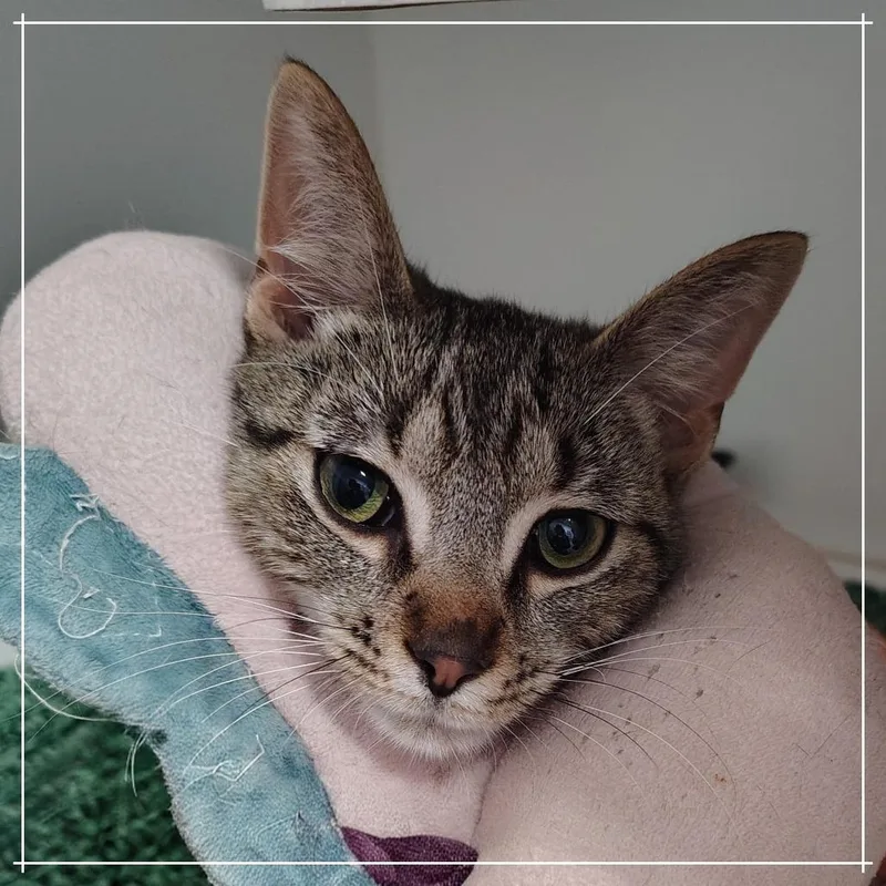 A young medium-sized male Brown / Chocolate Domestic Short Hair cat named Epic for adoption in Dearborn, MI