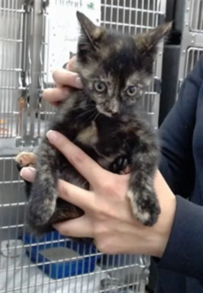 A baby medium-sized female Domestic Short Hair cat named Tater for adoption in Salinas, CA
