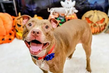 An adult large-sized female Apricot / Beige Mixed Breed dog named Nala for adoption in Hamilton, OH