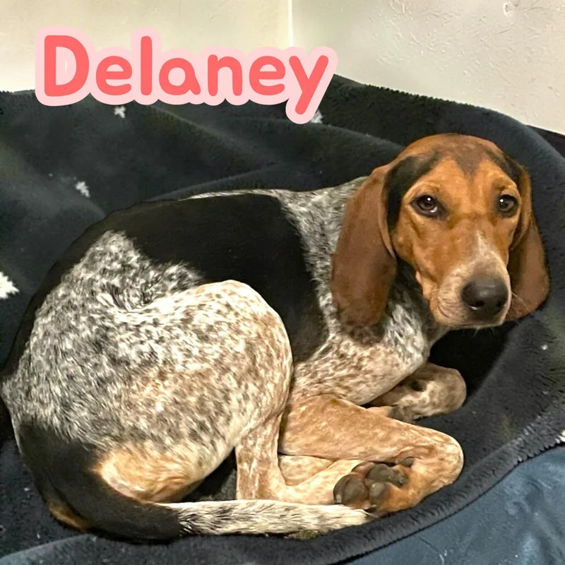 A young medium-sized female Tricolor (Brown, Black, & White) Hound dog named Delaney Gentle Sweetheart for adoption in Chuckey, TN