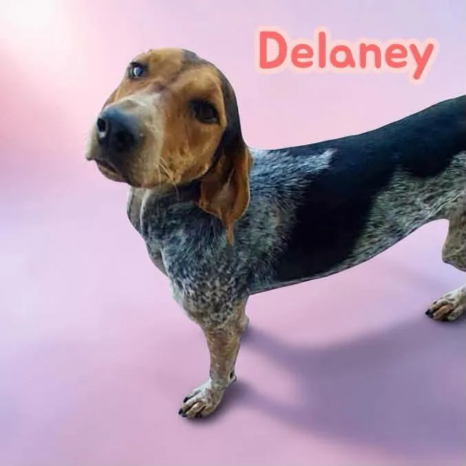 Delaney  Gentle Sweetheart thumbnail 2