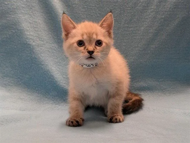 A baby small-sized female Siamese cat named Tilly for adoption in Tavares, FL