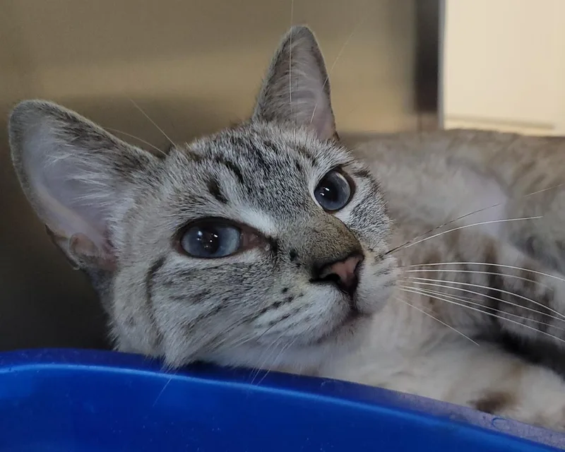 An adult medium-sized female Domestic Short Hair cat named Blueberry Dole Whip for adoption in Plover, WI