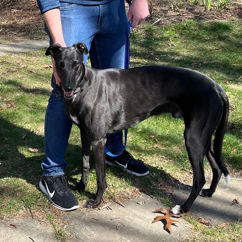 An adult large-sized male Black Greyhound dog named Chuck for adoption in Orange, CT