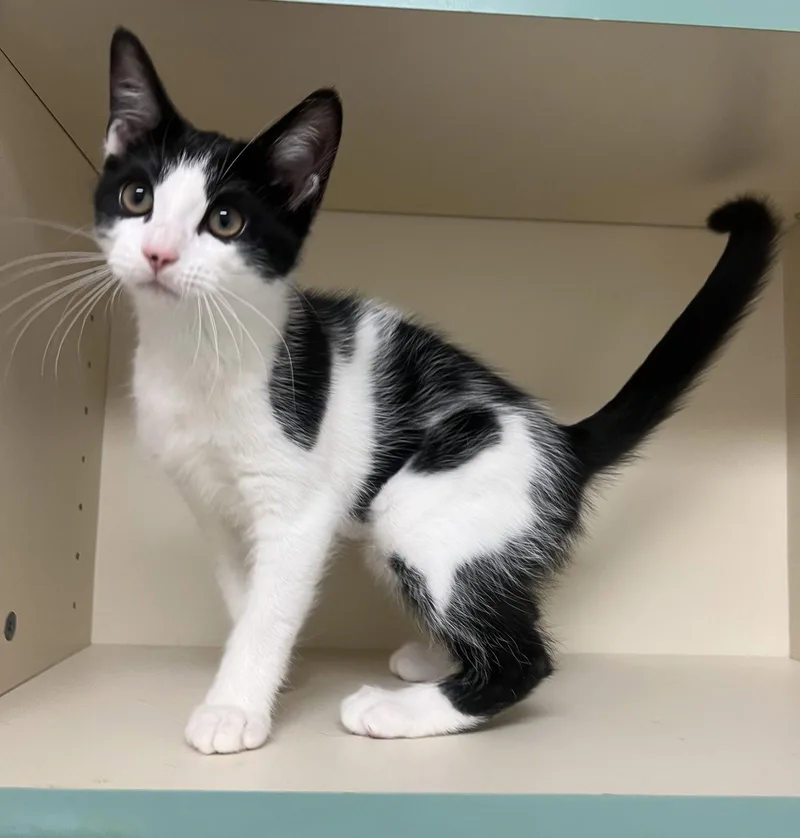 A baby medium-sized female Black & White / Tuxedo Domestic Short Hair cat named Posie for adoption in Walled Lake, MI