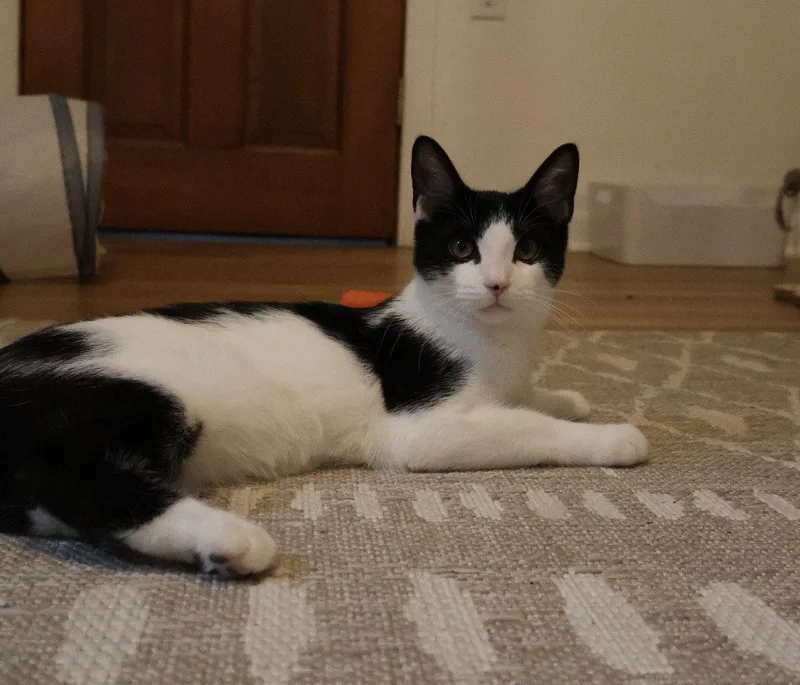 Posie thumbnail 2