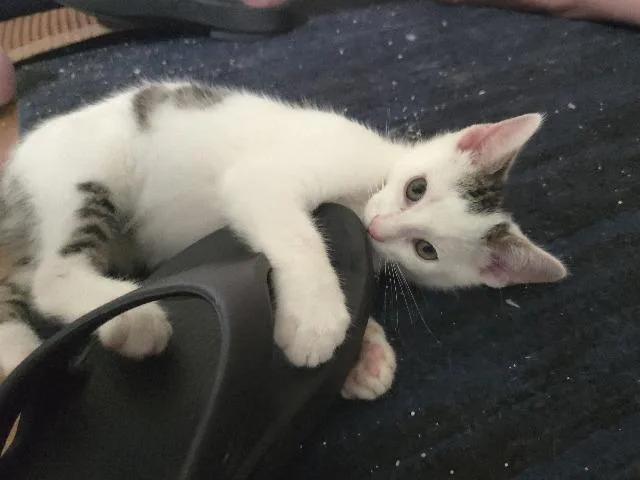 A baby medium-sized male Domestic Short Hair cat named Putt Putt for adoption in Cincinnati, OH