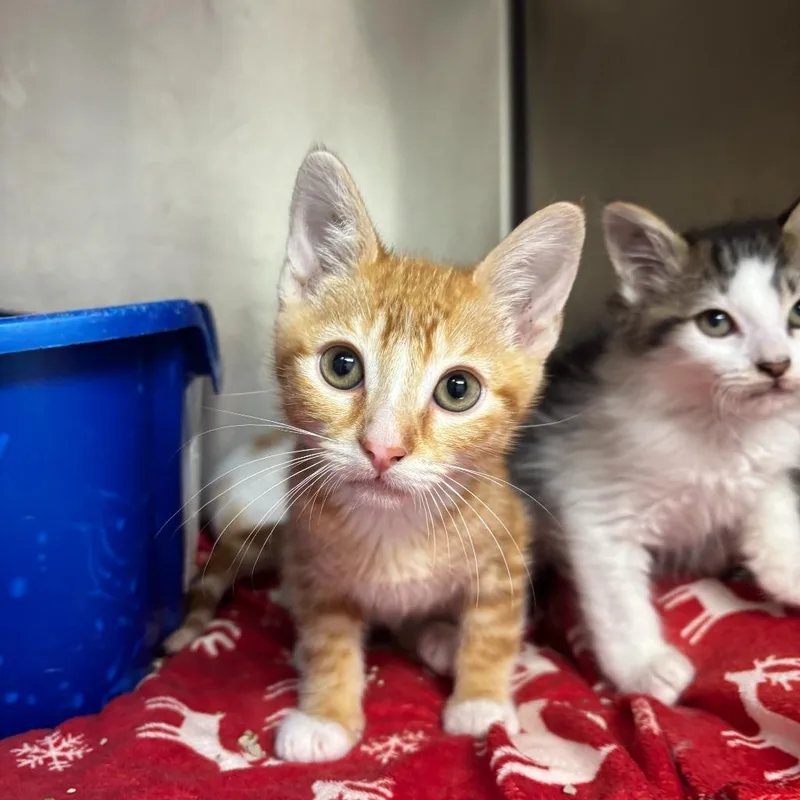 A baby small-sized male Domestic Short Hair cat named Jarritos for adoption in Los Angeles, CA