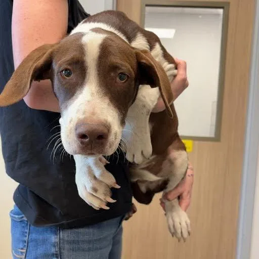 A baby medium-sized male Brown / Chocolate Terrier dog named Banjo for adoption in Marshall, TX