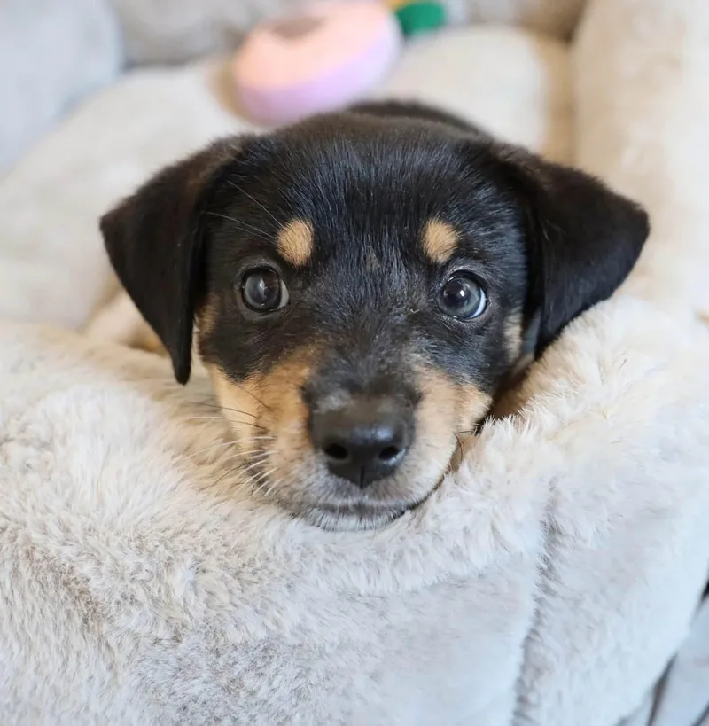 A baby medium-sized male Australian Cattle Dog / Blue Heeler dog named Astro for adoption in Southlake, TX
