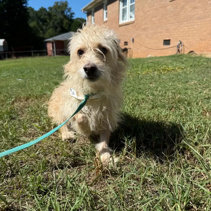 A young small-sized male Cairn Terrier dog named Aj for adoption in Greenville, SC