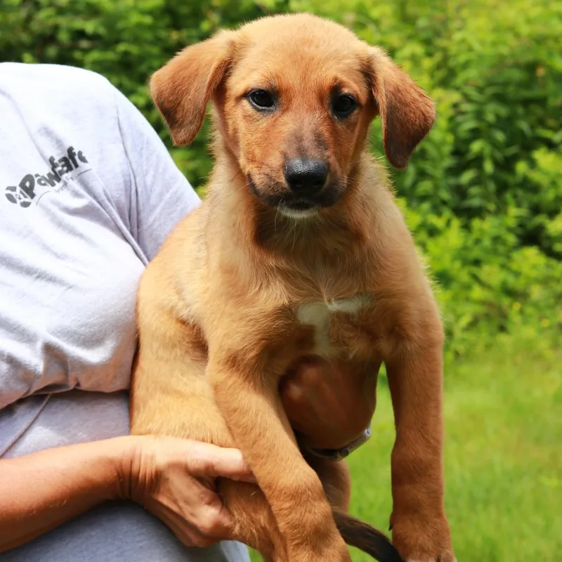 A baby medium-sized female Brown / Chocolate Labrador Retriever dog named CT Gucci for adoption in Stormville, NY