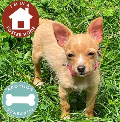 A baby small-sized female Mixed Breed dog named Kristy for adoption in Janesville, WI