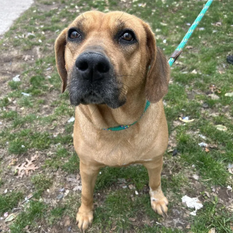 An adult large-sized female Yellow / Tan / Blond / Fawn Mixed Breed dog named Coachella for adoption in Weimar, CA