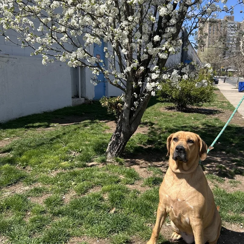 Coachella thumbnail 3