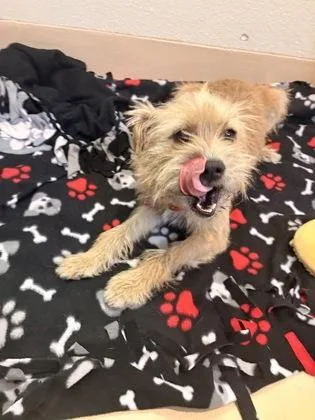 A young small-sized male Mixed Breed dog named Ryder for adoption in Pleasanton, CA