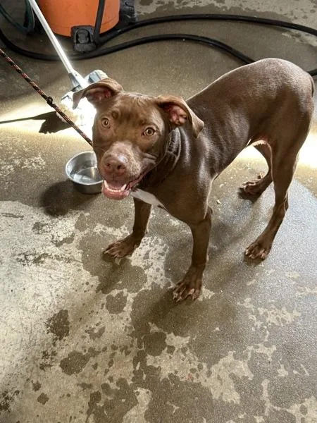 Pnut Butta thumbnail 2