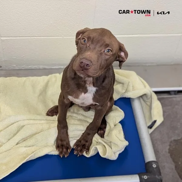 Pnut Butta thumbnail 3