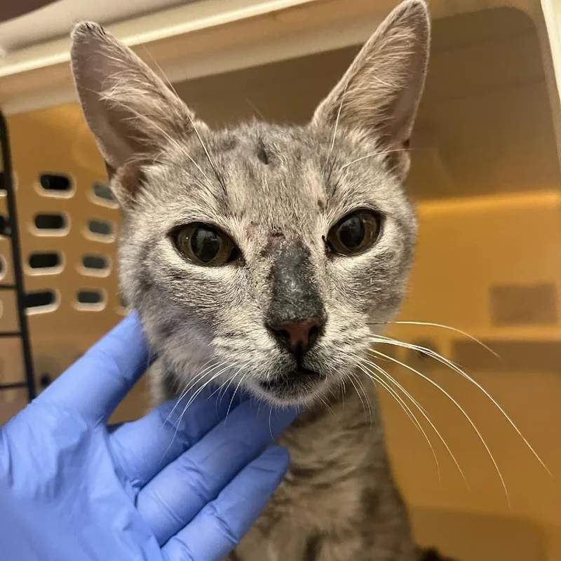 An adult medium-sized female Domestic Short Hair cat named Tress for adoption in Charlottesville, VA