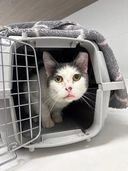 A senior medium-sized female White Domestic Short Hair cat named Lucky for adoption in Kansas City, MO