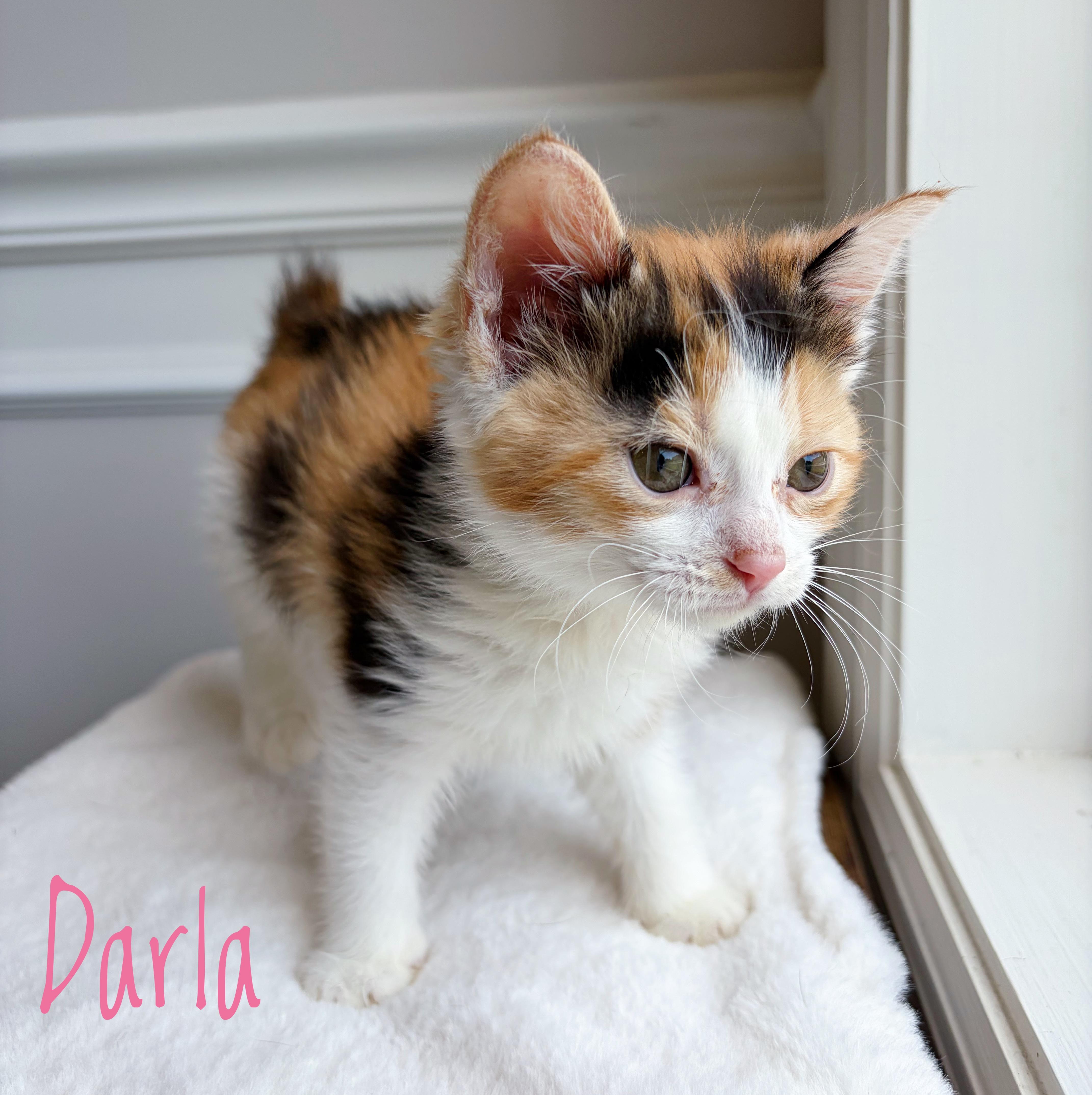 A baby medium-sized female Calico Domestic Short Hair cat named Darla for adoption in Bethel, OH