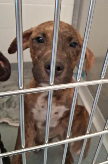 A baby small-sized male Pit Bull Terrier dog named Dinner for adoption in Toledo, OH