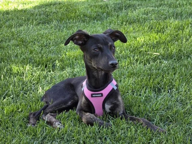A baby small-sized female Tricolor (Brown, Black, & White) Whippet dog named Demi for adoption in Colorado Springs, CO