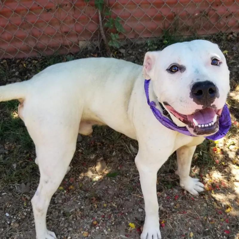 Lovecraft thumbnail 2