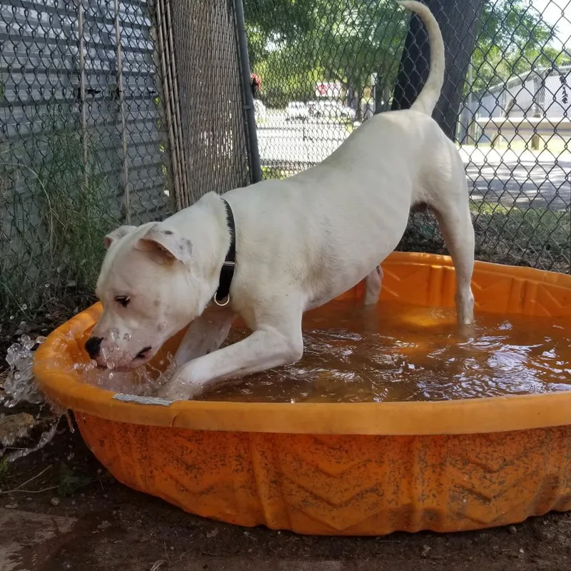 Lovecraft thumbnail 3