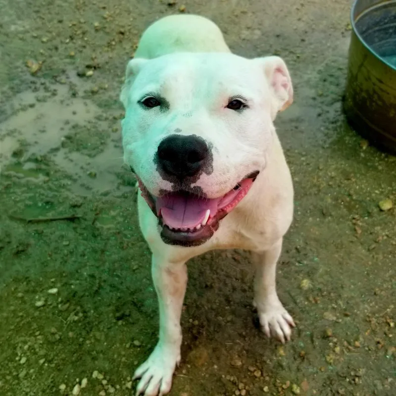 Lovecraft thumbnail 4