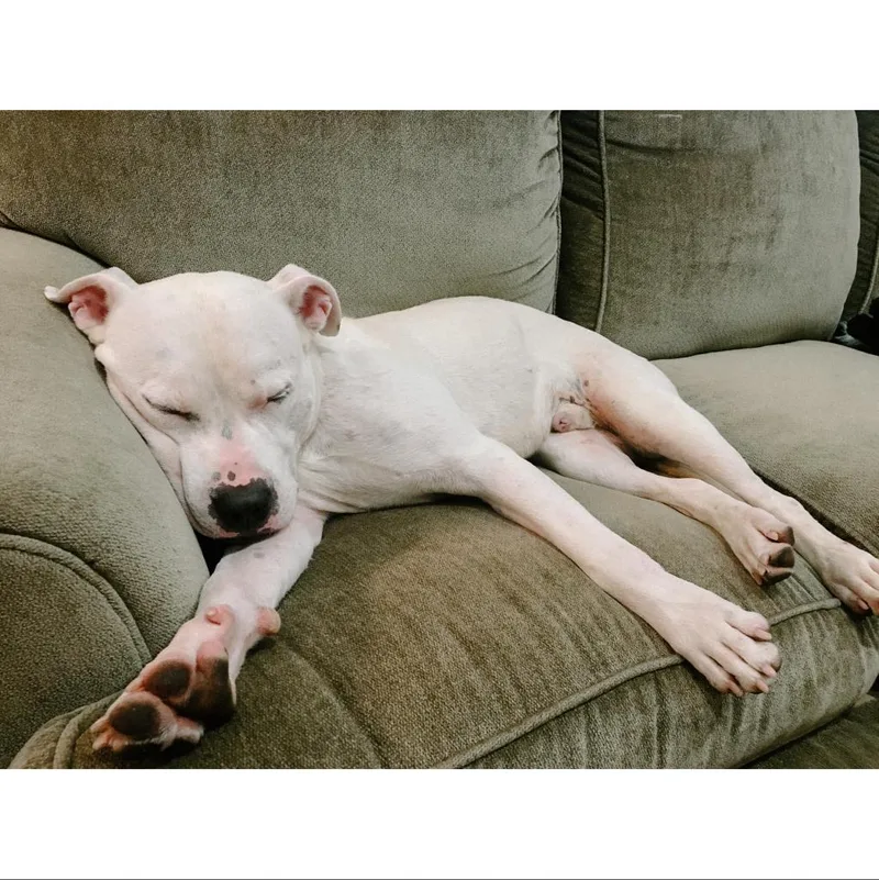 Lovecraft thumbnail 5